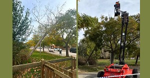Retirat un arbre col·lapsat al Parc de Santa Llúcia de l´Arboçper garantir la seguretat ciutadana Retirat un arbre col·lapsat al Parc de Santa Llúcia de l´Arboçper garantir la seguretat ciutadana